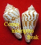 Conus (Graphiconus) inscriptus freak